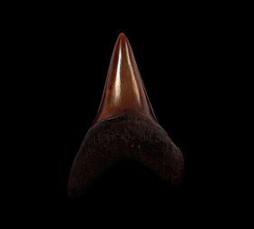 Copper-red Isurus hastalis tooth for sale | Buried Treasure Fossils