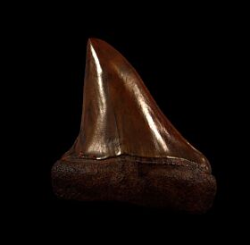 Meherrin River Mako shark tooth for sale | Buried Treasure Fossils