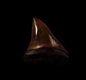Meherrin River Mako shark tooth for sale | Buried Treasure Fossils