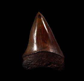 Copper-Red Mako shark tooth for sale | Buried Treasure Fossils