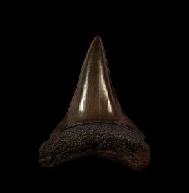Red site Mako shark tooth for sale | Buried Treasure Fossils