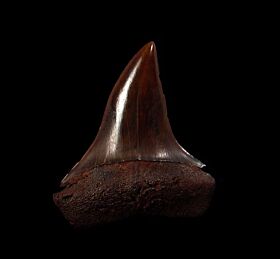 Copper-Red Mako shark tooth for sale | Buried Treasure Fossils