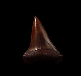 Red site Mako shark tooth for sale | Buried Treasure Fossils