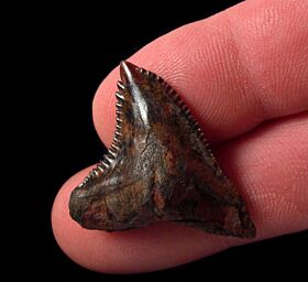 Meherrin River Hemipristis serra shark tooth for sale | Buried Treasure Fossils