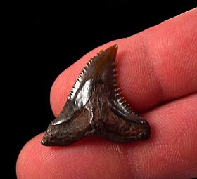 Real Copper-red Hemipristis serra tooth for sale | Buried Treasure Fossils