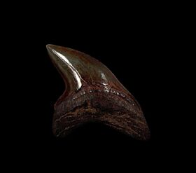 No. Carolina Alopias grandis tooth for sale | Buried Treasure Fossils