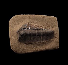 Oregon Hexanchus tooth for sale |Buried Treasure Fossils