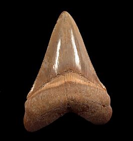 Real Peruvian Megalodon Tooth for Sale | Buried Treasure Fossils