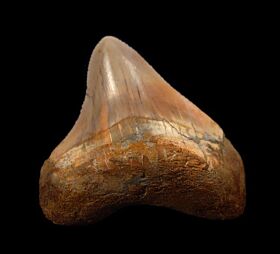 Peruvian Megalodon Tooth for Sale | Buried Treasure Fossils