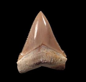 Top Quality Peruvian Chubutensis tooth for sale | Buried Treasure Fossils
