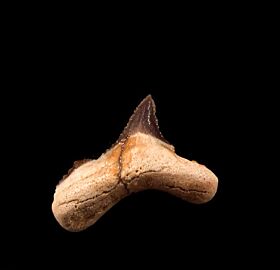Rare Chubutensis tooth from Peru for sale | Buried Treasure Fossils