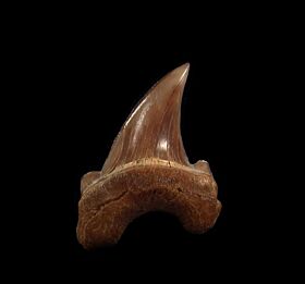 Eocene Parotodus tooth from Peru for sale | Buried Treasure Fossils    