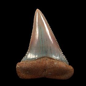 Extra large Peruvian Great White shark tooth for sale | Buried Treasure Fossils