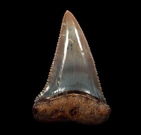 Big Peruvian Great White tooth for sale | Buried Treasure Fossils
