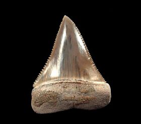 Peruvian Great White jewelry tooth for sale | Buried Treasure Fossils