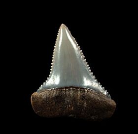 Peruvian Great White shark tooth for sale | Buried Treasure Fossils