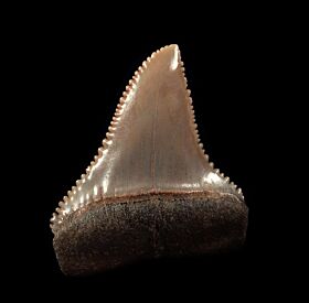 Big Peruvian Great White shark tooth for sale | Buried Treasure Fossils