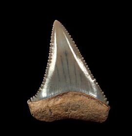 Quality Peruvian Great White shark tooth for sale | Buried Treasure Fossils