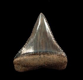 Pink Peruvian Great White shark tooth for sale | Buried Treasure Fossils
