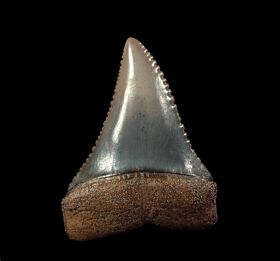 Peruvian Great White jewelry tooth for sale | Buried Treasure Fossils