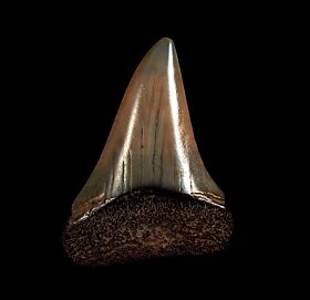 Red Peruvian Great White shark tooth for sale | Buried Treasure Fossils
