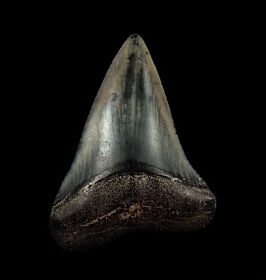 Blue Peruvian Great White tooth for sale | Buried Treasure Fossils