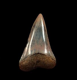 Pink Peruvian Great White tooth for sale | Buried Treasure Fossils
