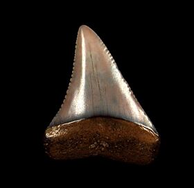 Top quality Peruvian Great White shark tooth for sale | Buried Treasure Fossils