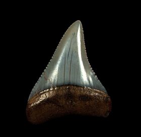 Real Great White shark tooth from Peru | Buried Treasure Fossils