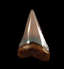 Top quality Peruvian Great White tooth for sale | Buried Treasure Fossils