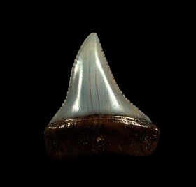 Cheap Peruvian Great White tooth for sale | Buried Treasure Fossils