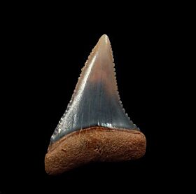 Blue Peruvian Great White shark tooth for sale | Buried Treasure Fossils