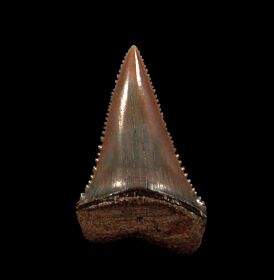 Blue Peruvian Great White shark tooth for sale | Buried Treasure Fossils