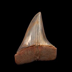 Big Peruvian Mako tooth for sale | Buried Treasure Fossils