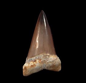 Perfect Peruvian Cosmopolitodus shark tooth for sale | Buried Treasure Fossils
