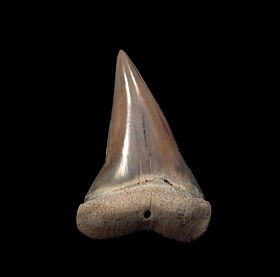 Rare Blood Red & black Peruvian Mako tooth for sale| Buried Treasure Fossils