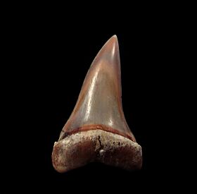 Peruvian Hastalis tooth for sale | Buried Treasure Fossils
