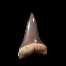 Peruvian Carcharodon hastalis tooth for sale | Buried Treasure Fossils
