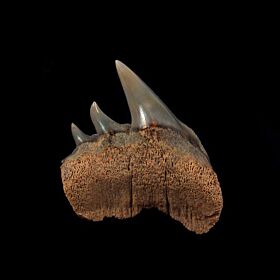 Peruvian Six-gilled cow shark tooth | Buried Treasure Fossils