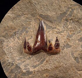 Large Ctenacanthus artiensis tooth for sale | Buried Treasure Fossils