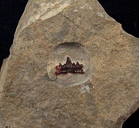 Rare Ctenacanthus obruchevi tooth for sale | Buried Treasure Fossils