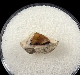 Deltodus tzianglianus tooth for sale | Buried Treasure Fossils