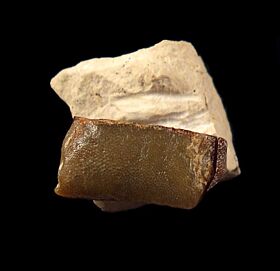 Russian Lagarodus angustus tooth for sale | Buried Treasure Fossils