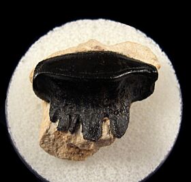 Polyrhyzodus cancavus tooth for sale | Buried Treasure Fossils