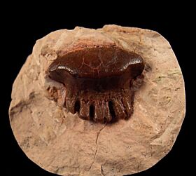 Rare Polyrhyzodus cancavus tooth for sale | Buried Treasure Fossils