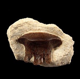 Russian Polyrhyzodus cancavus tooth for sale | Buried Treasure Fossils