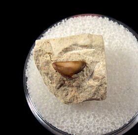Psammodus	turgidus tooth for sale | Buried Treasure Fossils