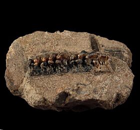 Campodus krasnopolskyi  tooth for sale | Buried Treasure Fossils