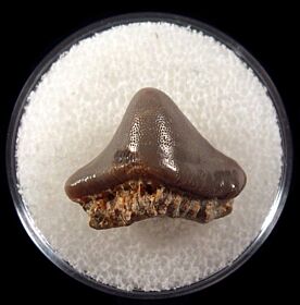 Uralodus zangerli tooth for sale | Buried Treasure Fossils