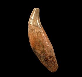 Rare cave bear canine tooth for sale | Buried Treasure Fossils